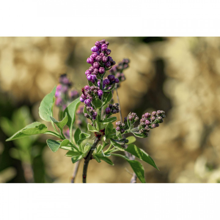 SYRINGA VULGARIS Gemmo | Gemeiner Flieder Bio Knospen-Extrakt zur Gemmotherapie Tropfen o. Spray