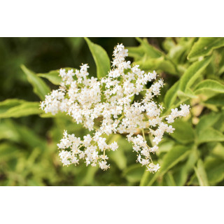 SAMBUCUS NIGRA gemmo | Black Elderberry organic ayurvedic adaptogen leaves & flowers buds extract as gemmotherapy drops or spray