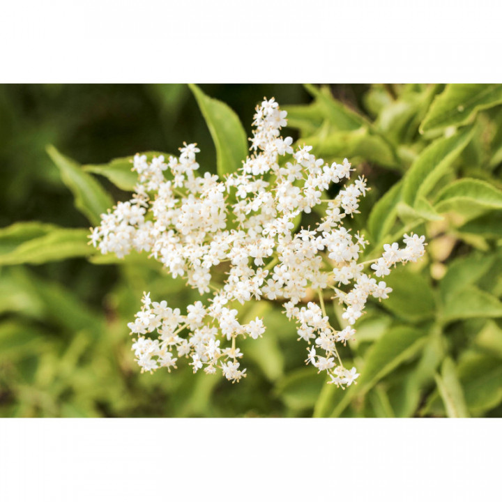 SAMBUCUS NIGRA gemmo | Sambuco bio gemmoderivato macerato glicerico ayurvedico adattogeno per gemmoterapia gocce o spray
