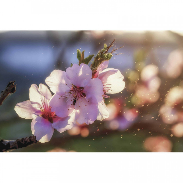 PRUNUS DULCIS gemmo | Mandorlo bio gemmoderivato macerato glicerico per gemmoterapia gocce o spray