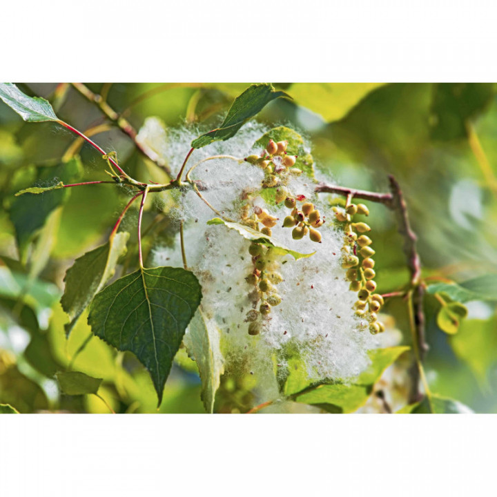 POPULUS NIGRA gemmo | Black Poplar organic buds extract as gemmotherapy drops or spray