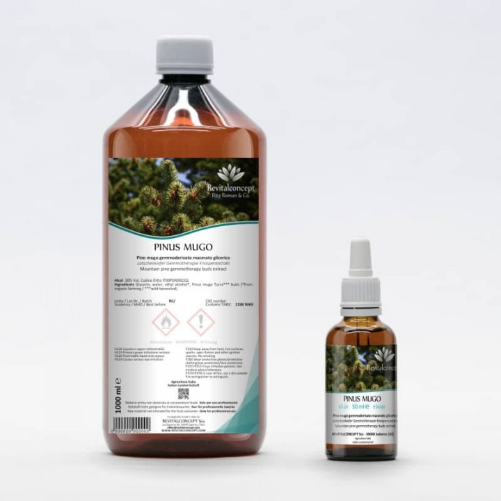 PINUS MUGO gemmo | Mountain Pine organic ayurvedic buds extract as gemmotherapy drops or spray