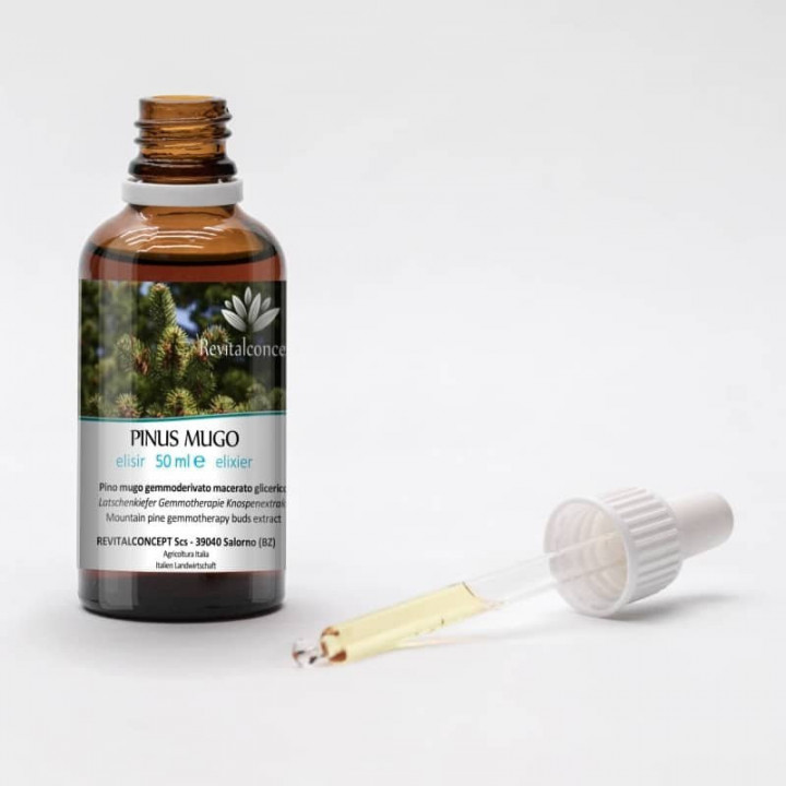 PINUS MUGO gemmo | Mountain Pine organic ayurvedic buds extract as gemmotherapy drops or spray