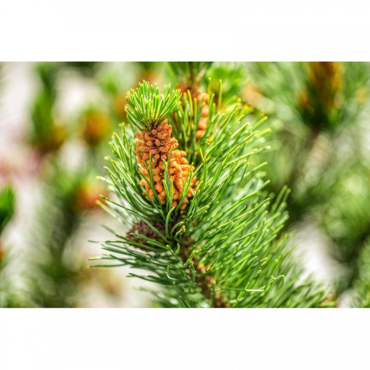 PINUS MUGO gemmo | Mountain Pine organic ayurvedic buds extract as gemmotherapy drops or spray