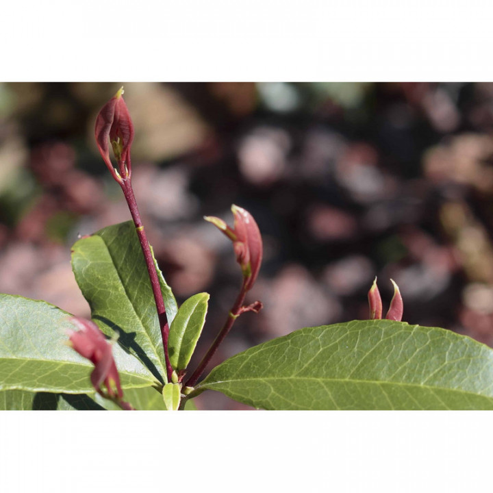 OLEA OLEASTER gemmo | Wild Olive Tree organic young shoots extract as gemmotherapy drops or spray