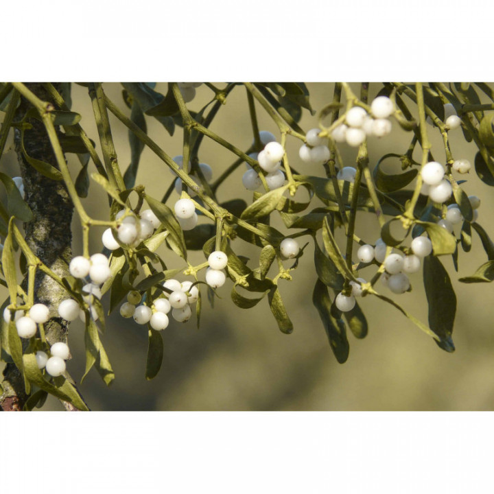 VISCUM ALBUM gemmo | Vischio bio gemmoderivato macerato glicerico ayurvedico per gemmoterapia gocce o spray