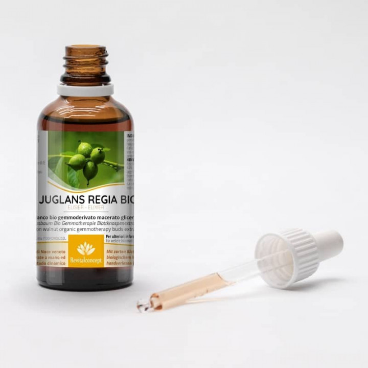 JUGLANS REGIA gemmo | Common Walnut organic ayurvedic adaptogen buds extract as gemmotherapy drops or spray