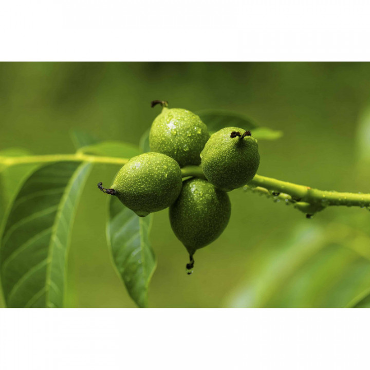 JUGLANS REGIA gemmo | Common Walnut organic ayurvedic adaptogen buds extract as gemmotherapy drops or spray