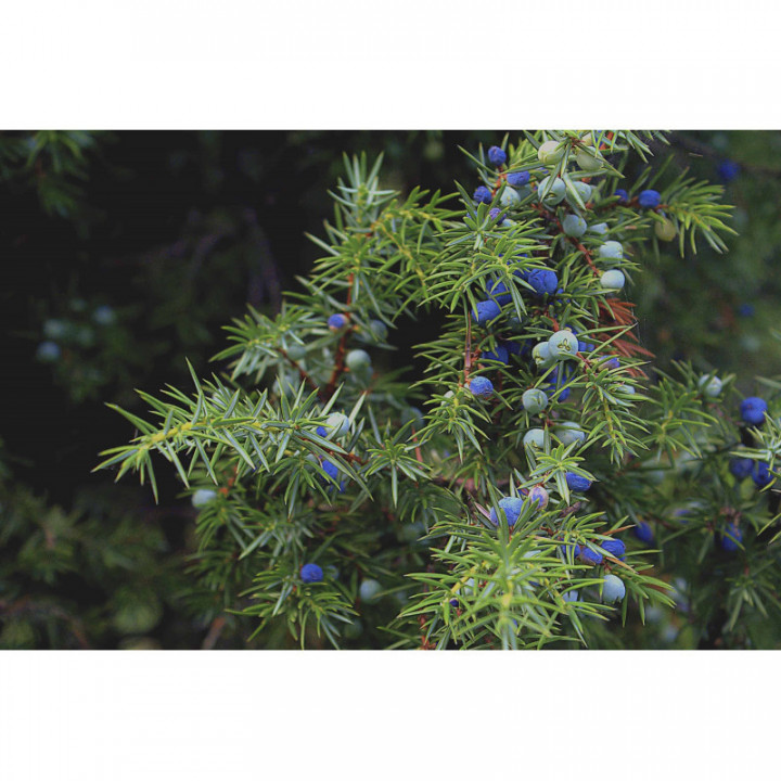 JUNIPERUS COMMUNIS gemmo | Common Juniper organic ayurvedic young shoots extract as gemmotherapy drops or spray