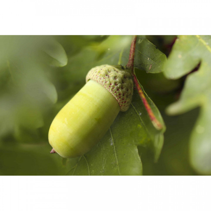 QUERCUS ROBUR gemmo | French Oak organic ayurvedic buds extract as gemmotherapy drops or spray