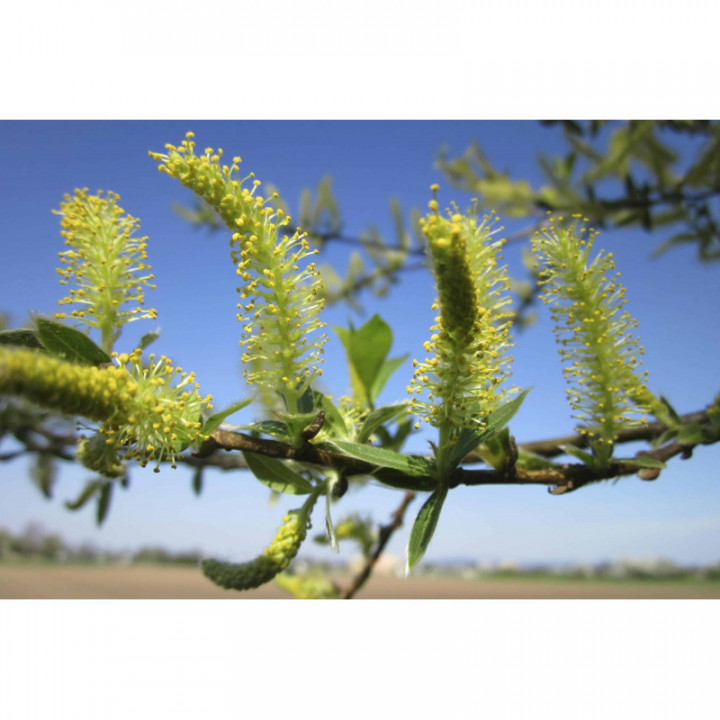 SALIX ALBA gemmo | White Willow organic buds extract as gemmotherapy drops or spray