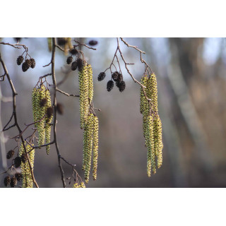 ALNUS GLUTINOSA Gemmo | Schwarz-Erle Bio Knospen-Extrakt zur Gemmotherapie Tropfen o. Spray