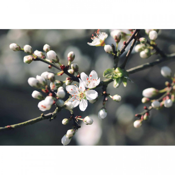 PRUNUS SPINOSA gemmo | Blackthorn organic buds extract as gemmotherapy drops or spray