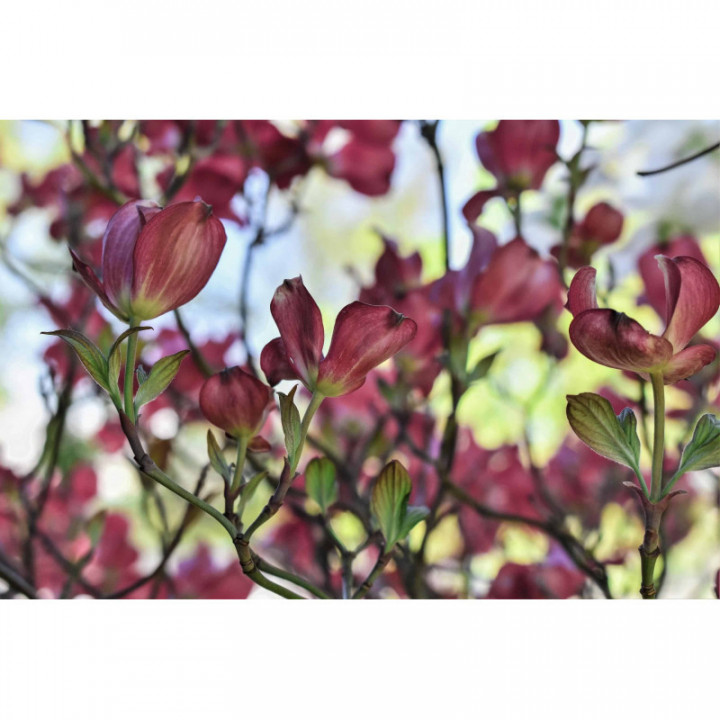CORNUS SANGUINEA gemmo | Bloody Dogwood organic buds extract as gemmotherapy drops or spray