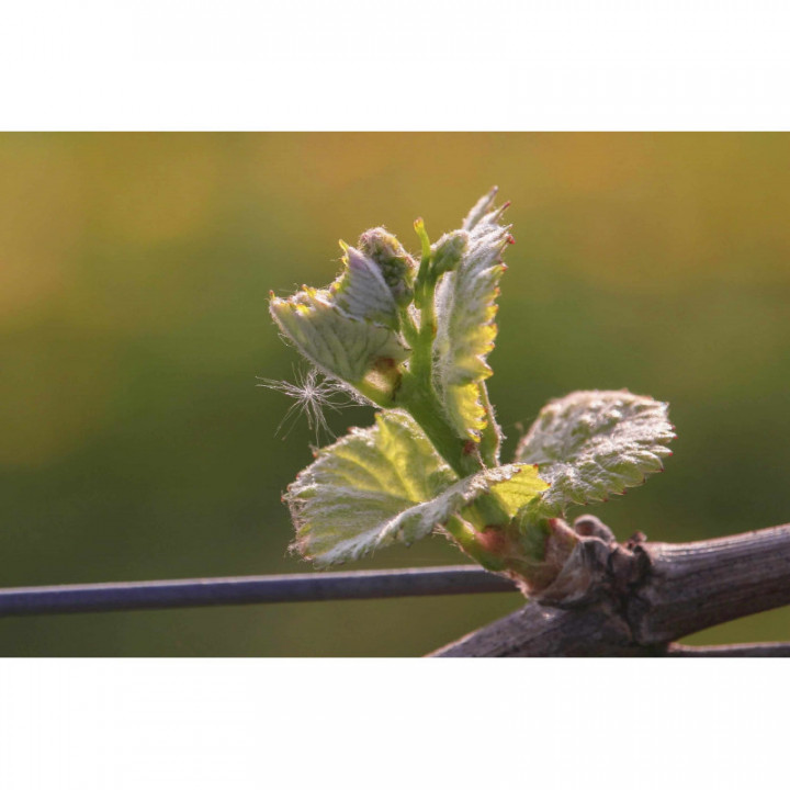 VITIS VINIFERA gemmo | Red Grape Vine Tree organic ayurvedic buds extract as gemmotherapy drops or spray