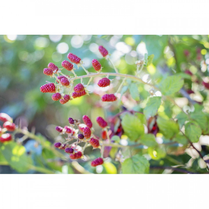 RUBUS IDAEUS gemmo | Red Raspberry organic buds extract as gemmotherapy drops or spray