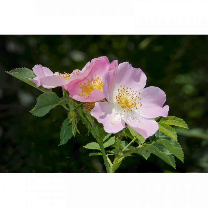 ROSA CANINA gemmo | Wild Dog Rose organic adaptogen buds extract as gemmotherapy drops or spray