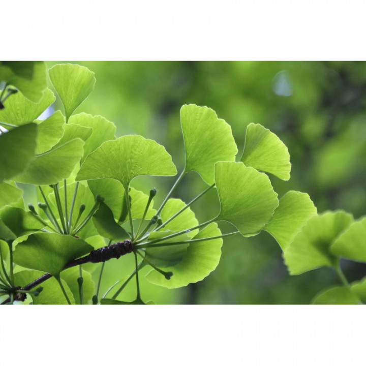 GINKGO BILOBA Gemmo | Ginkgo Bio ayurvedischer adaptogener Blattknospen-Extrakt zur Gemmotherapie Tropfen o. Spray