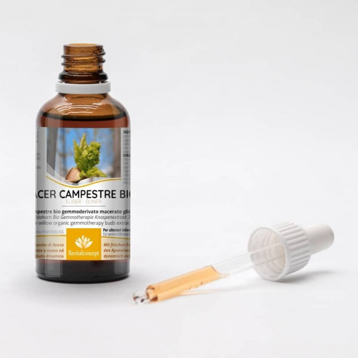 ACER CAMPESTRE gemmo | Field Maple organic buds extract as gemmotherapy drops or spray