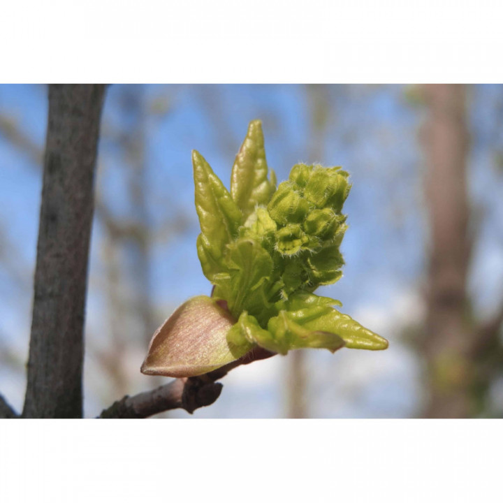 ACER CAMPESTRE gemmo | Field Maple organic buds extract as gemmotherapy drops or spray