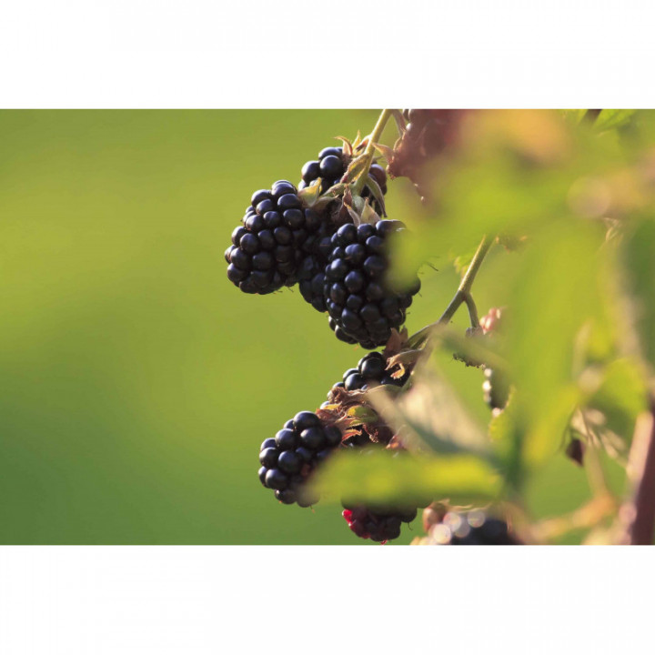RUBUS FRUTICOSUS ULMIFOLIUS gemmo | Elmleaf Blackberry organic young shoots extract as gemmotherapy drops or spray