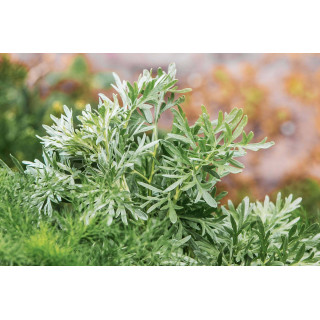 ARTEMISIA ABSYNTHIUM Tinktur | Wilder Wermut Bio Urtinktur zur Phytotherapie Tropfen o. Spray