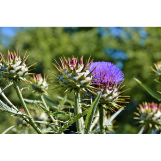 CYNARA SCOLYMUS tincture | Globe Artichoke organic mother tincture as natural medicine drops or spray