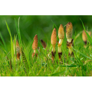 EQUISETUM ARVENSE tincture | Field Horsetail organic mother tincture as natural medicine drops or spray