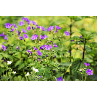 GERANIUM ROBERTIANUM Tinktur | Ruprechtskraut Bio Urtinktur zur Phytotherapie Tropfen o. Spray