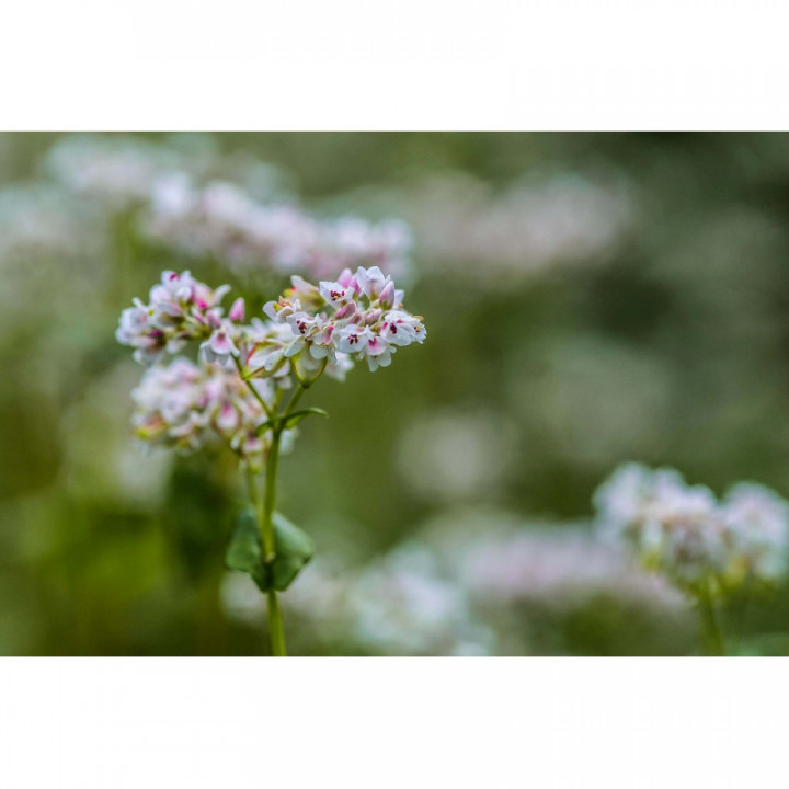 MENYANTHES TRIFOLIATA Tinktur | Fieberklee Urtinktur zur Phytotherapie Tropfen o. Spray